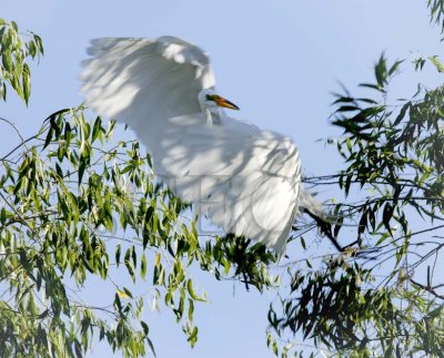Egrets Flying