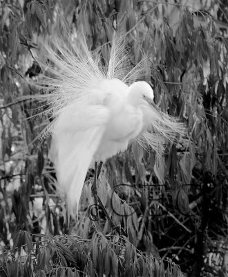 DPP_10035544 b&w copy.jpg