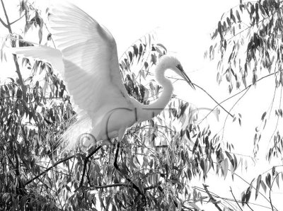 DPP_10036331 2b b&w copy.jpg