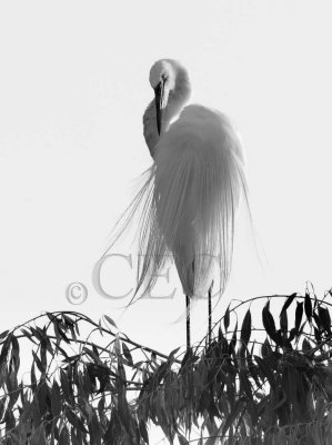 _T4P9007...1603b&W copy.jpg