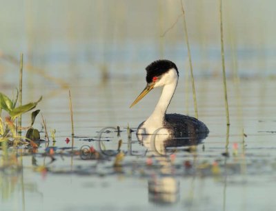 Western Grebe 4Z0358721003 copy.jpg