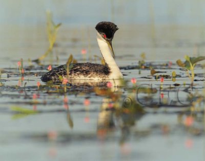 Western Grebe 4Z0358751003 copy.jpg