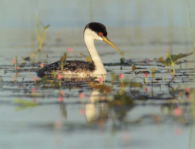 Western Grebe 4Z0358761003 copy.jpg