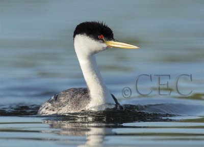 Western Grebe 4Z0359371003 copy.jpg