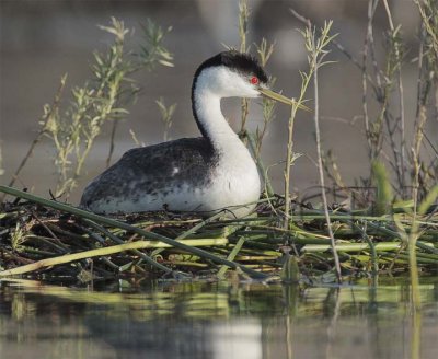 Western Grebe on nest 4Z0359491003 copy.jpg