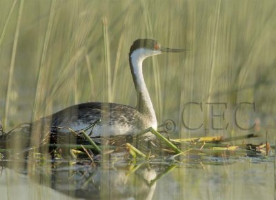 Western Grebe on nest 4Z0364591003 copy.jpg