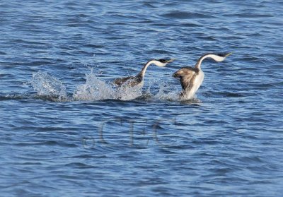 Western Grebe mating dance 4Z0514261005 copy.jpg
