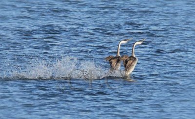 Western Grebe mating dance 4Z0514391005 copy.jpg