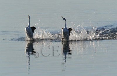 Western Grebe mating dance, left bird is a Clark's Grebe (Oranger bill and white around eye) 4Z0514461005 copy.jpg