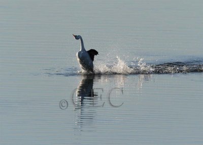 Clark' s Grebe (Western Grebe) mating dance, partner out of frame 4Z0514491005 copy.jpg