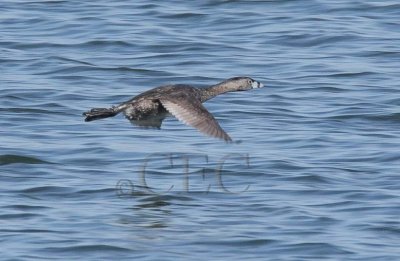 Pie-billed Grebe 4Z0515131005 copy.jpg