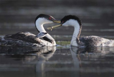 Western Grebe with young  DPP_10054145 copy.jpg