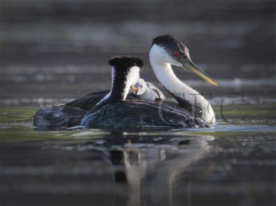 Western Grebe with young  DPP_10054146 copy.jpg