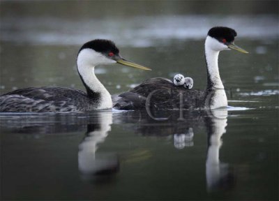 Western Grebe with young DPP_16040470 copy.jpg