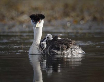 Western Grebe with young  DPP_16040471.jpg