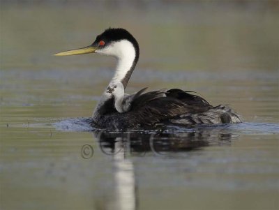 Western Grebe with young  DPP_16040472 copy.jpg