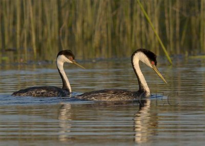 Western Grebe WT4P27181603.jpg