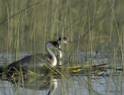 Western Grebe on nest, mate in background WT4P27501603.jpg