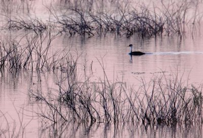 Western Grebe WT4P72651603 copy.jpg