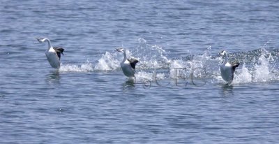 Western Grebe mating dance WT4P73071603.jpg