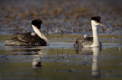 Western Grebe with young  _T4P0278160x.jpg