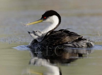 Western Grebe with young _T4P05521604 copy.jpg