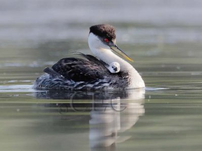 Western Grebe with young _Z0541341005 copy.jpg
