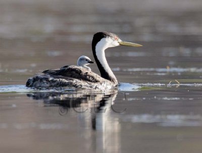 Western Grebe with young _Z0541441005 copy.jpg