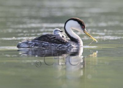 Western Grebe with young  _Z0541591005 copy.jpg