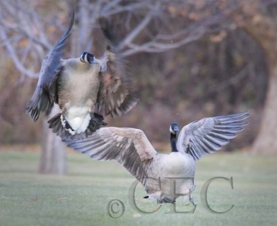 more_geese