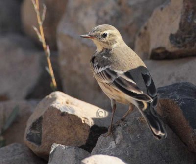 American Pipit , Yakima River 4Z0415241004 copy.jpg