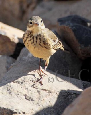 American Pipit , Yakima River 4Z0415321004 copy.jpg