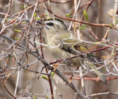 Golden-crowned Kinglet, Yakima Canyon 4Z0480141004.jpg
