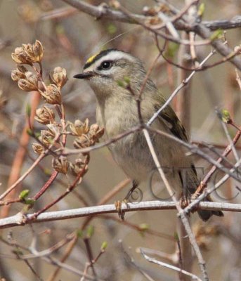 Golden-crowned Kinglet 4Z0480261004 copy.jpg
