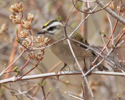Golden-crowned Kinglet 4Z0480291004 copy.jpg