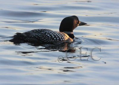 Common Loon, breeding plumage 4Z0486431004 copy.jpg