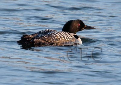 Common Loon, breeding plumage 4Z0486471004 copy.jpg