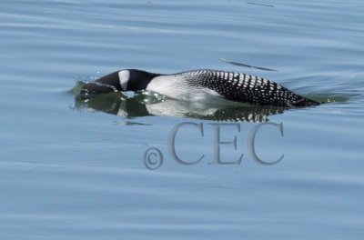 Common Loon, breeding plumage 4Z0490621004.jpg