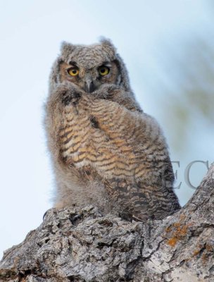 Young Owl with down  4Z0289741002 copy.jpg