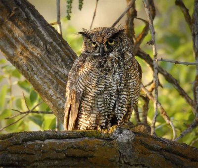 Old looking Great-horned Owl  WT4P71591603.jpg