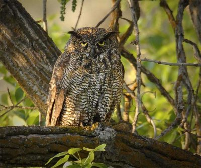 Old looking Great-horned Owl  WT4P71611603 copy.jpg