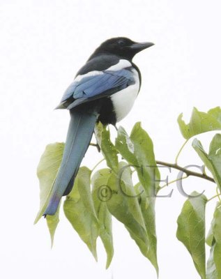 Black-billed Magpie  DPP_1003024 copy.jpg