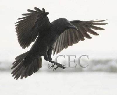 Common Raven   DPP_1005255.jpg