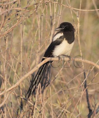 Young Black-biilled Magpie  _Z0527691603.jpg
