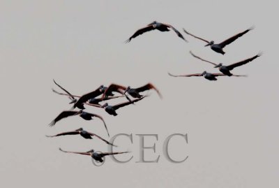 Brown Pelicans at sunset  _Z0576851005 copy.jpg
