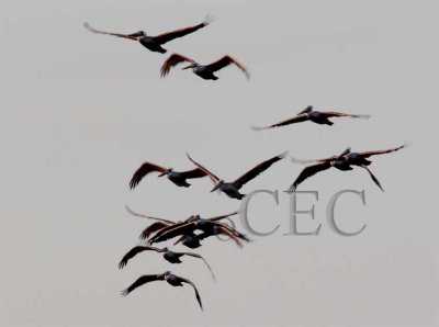 Brown Pelicans at sunset  _Z0576871005 copy.jpg