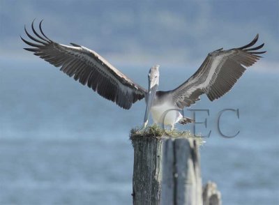 Brown Pelican  4Z0404631004 copy.jpg