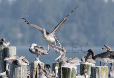 Brown Pelicans, discord and accord  4Z0404771004 copy.jpg