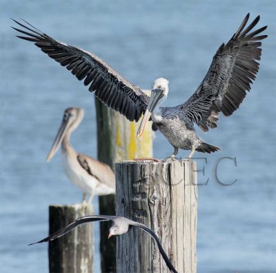 Brown Pelican and Heerman's Gull  4Z0413241004 copy.jpg