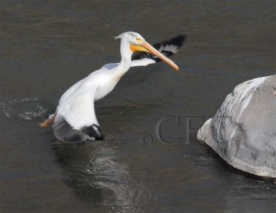 American White Pelican river take-off   4Z0497871005 copy.jpg